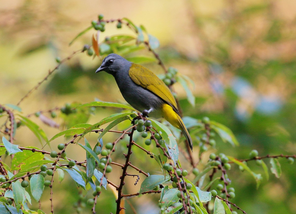 Gray-bellied Bulbul - ML88049741