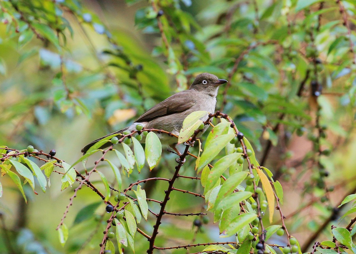 Cream-vented Bulbul - ML88049781