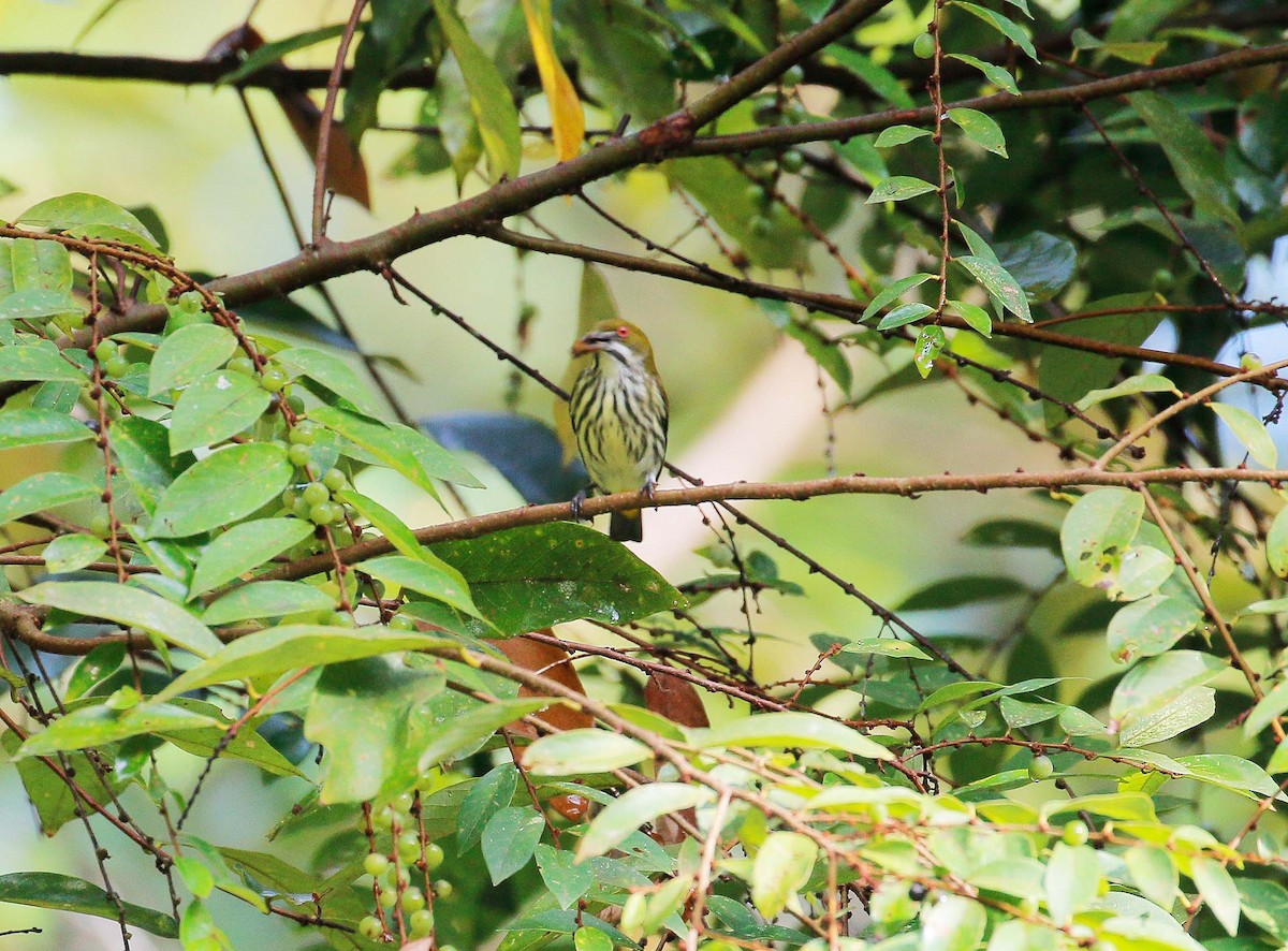 Yellow-vented Flowerpecker - ML88050061