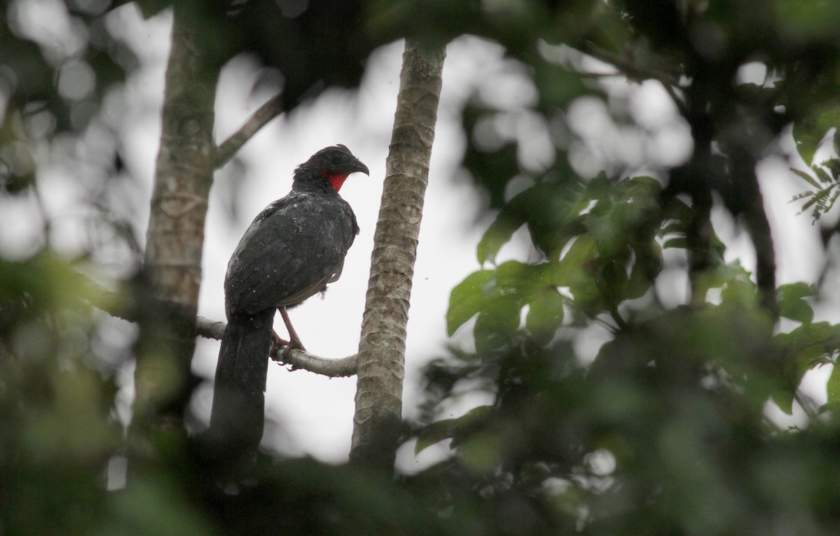 Spix's Guan (Grant's) - Jay McGowan