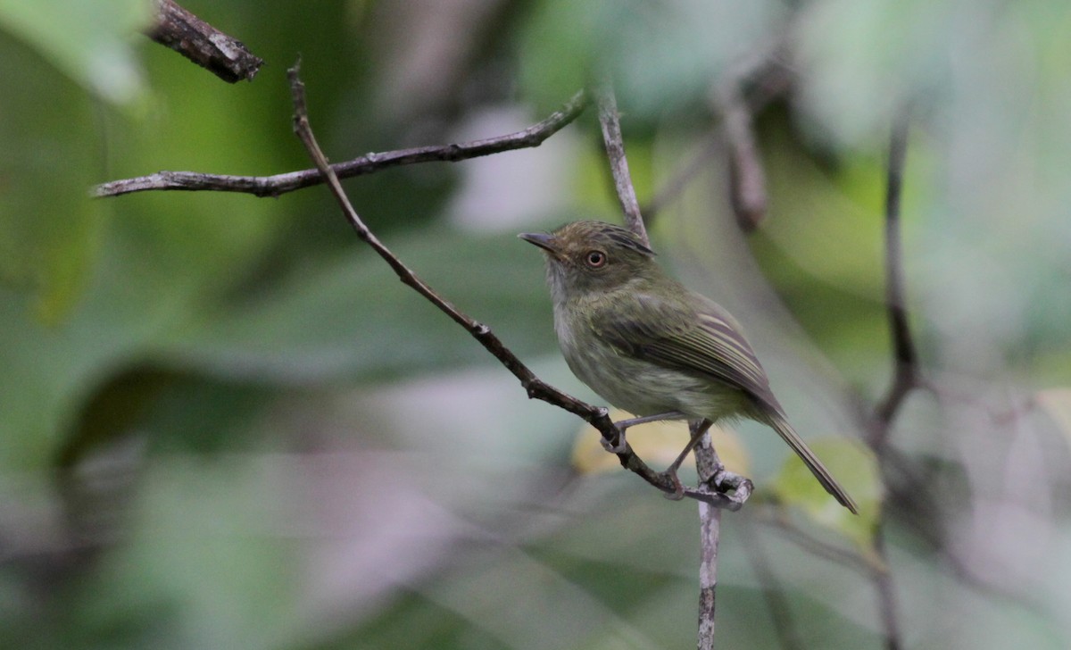 Helmeted Pygmy-Tyrant - Jay McGowan