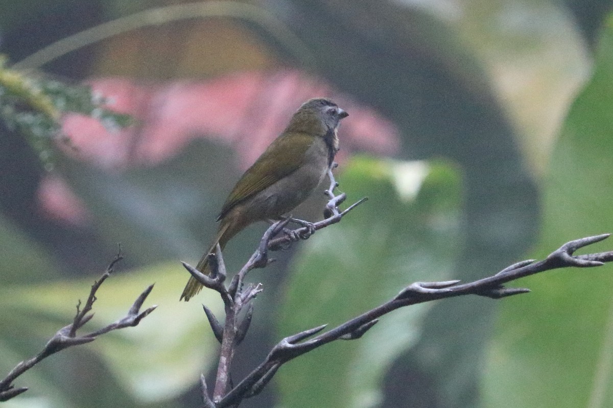 Buff-throated Saltator - ML88052201