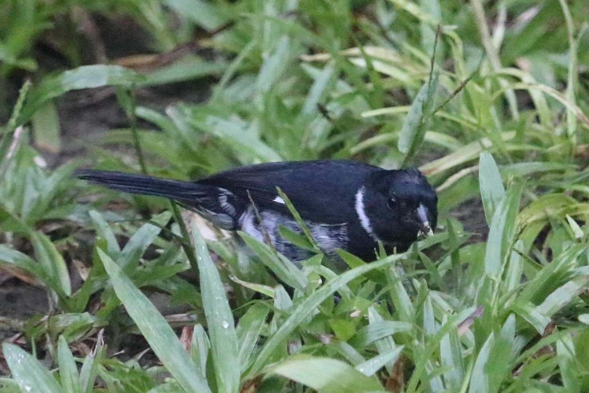 Variable Seedeater - ML88052261