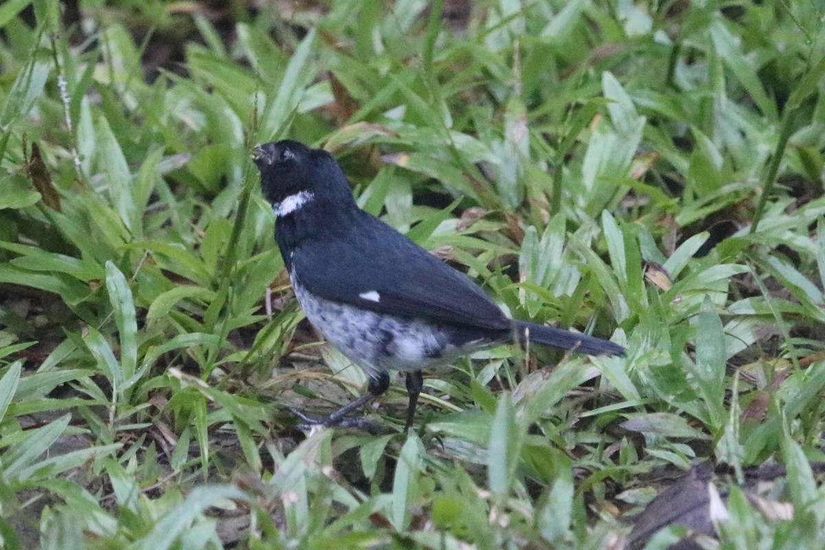 Variable Seedeater - ML88052441