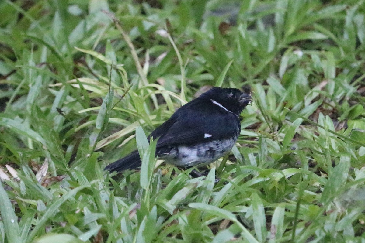 Variable Seedeater - ML88052461