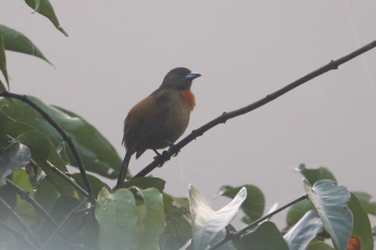 Tangara Terciopelo (costaricensis) - ML88052481