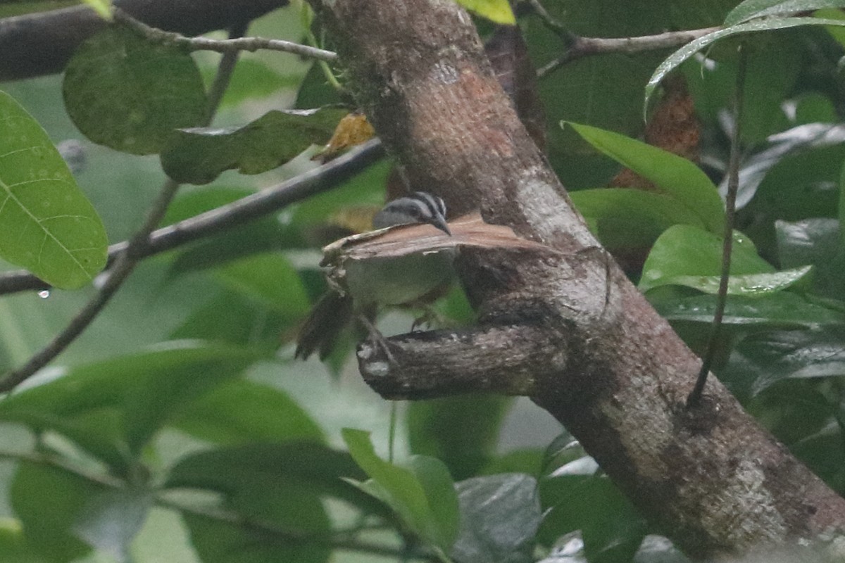 Black-striped Sparrow - ML88052741