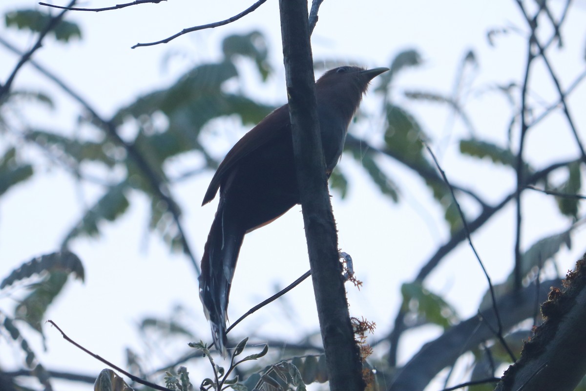 Squirrel Cuckoo - ML88052771