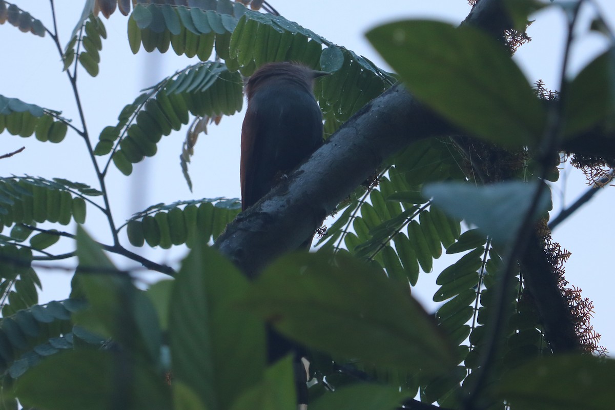 Squirrel Cuckoo - ML88052811