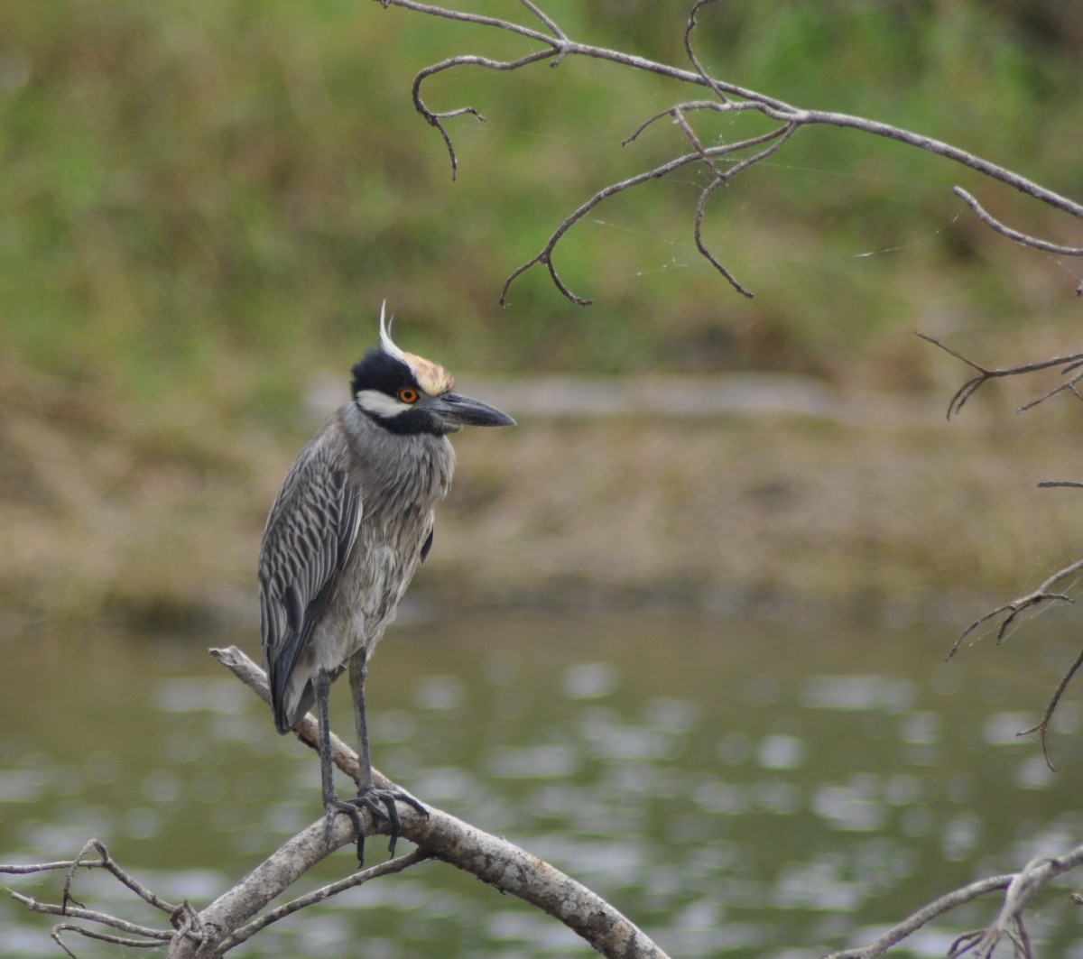 Yellow-crowned Night Heron - Myrna Field