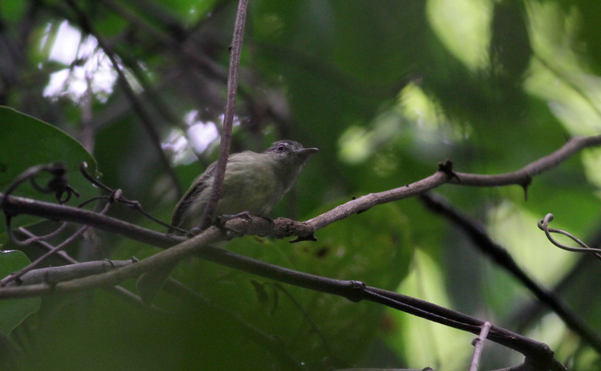 Yellow-olive Flatbill (Guianan) - ML88054101