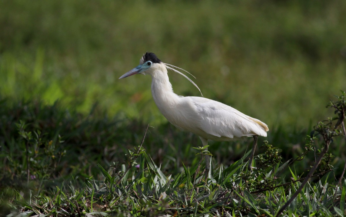 Capped Heron - Jay McGowan