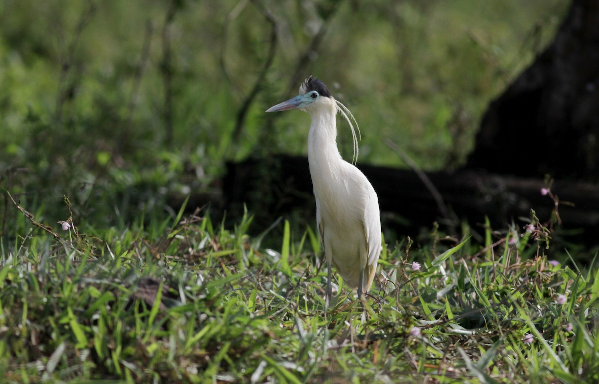 Capped Heron - Jay McGowan