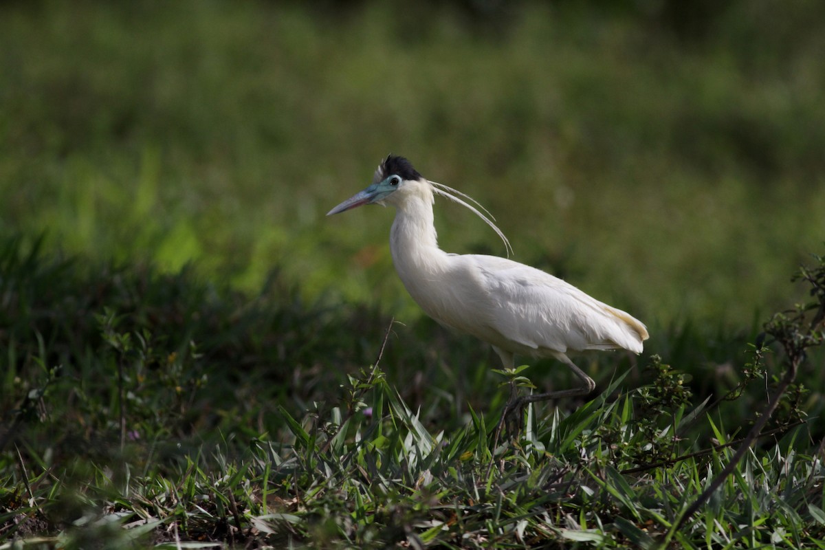 Capped Heron - Jay McGowan