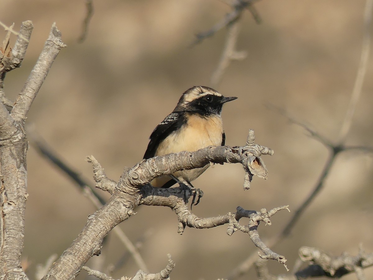 Cyprus Wheatear - ML88056241