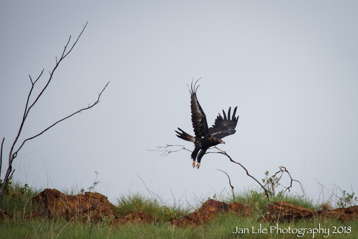 Wedge-tailed Eagle - ML88056251