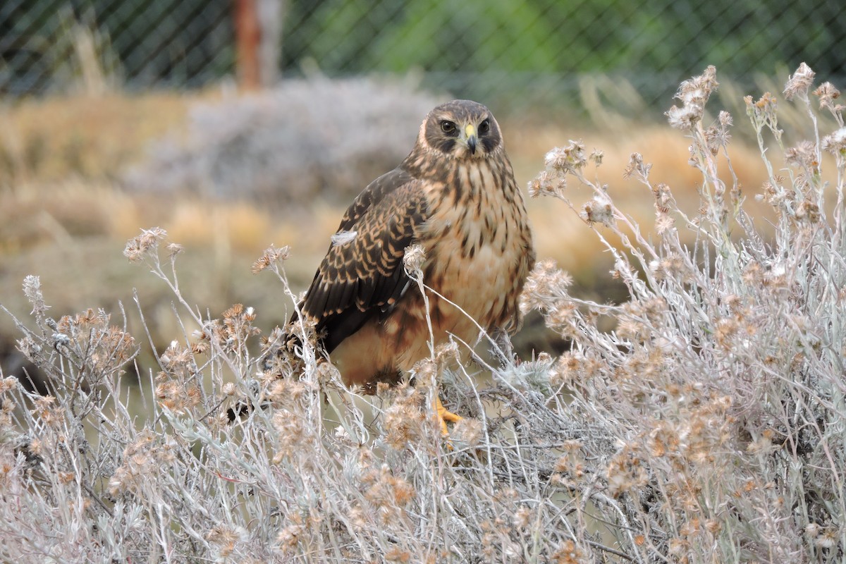 Cinereous Harrier - ML88056271