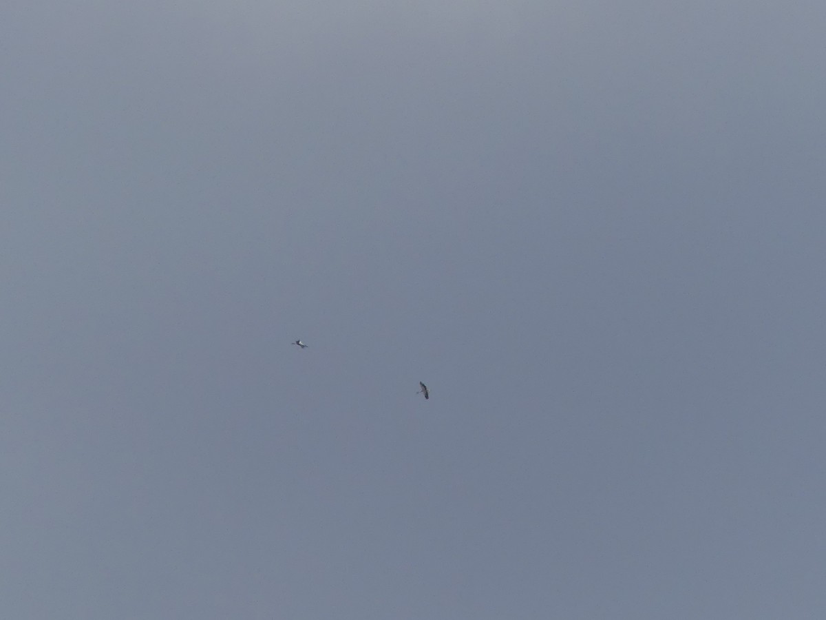 White Stork - ML88056411