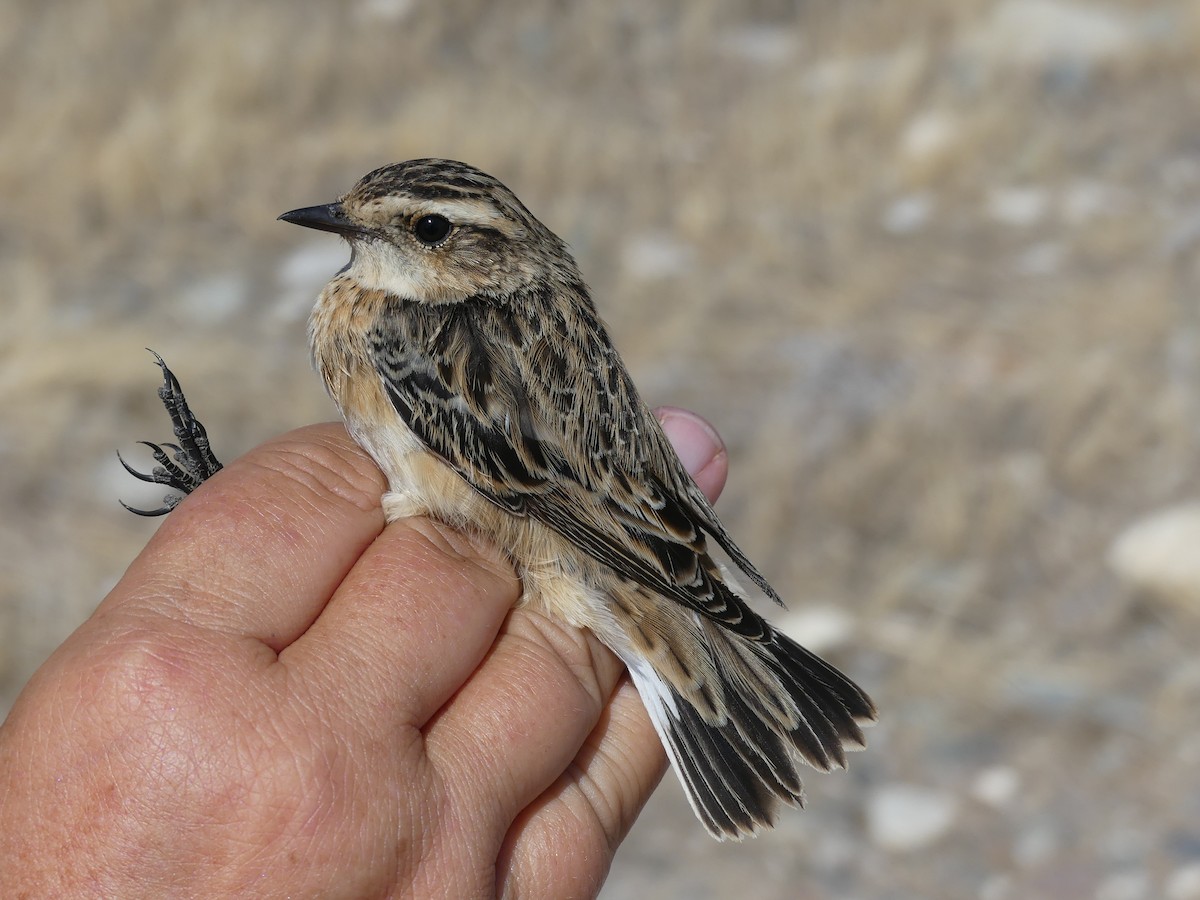 Whinchat - ML88056441