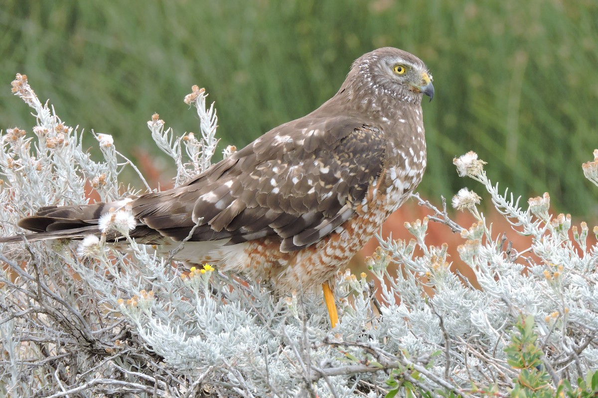 Cinereous Harrier - ML88056491