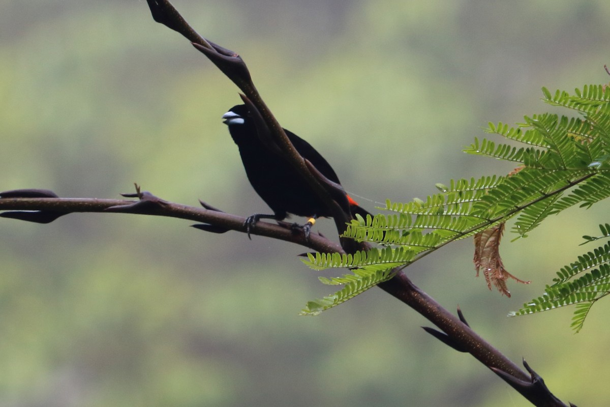 Scarlet-rumped Tanager (Cherrie's) - ML88056551