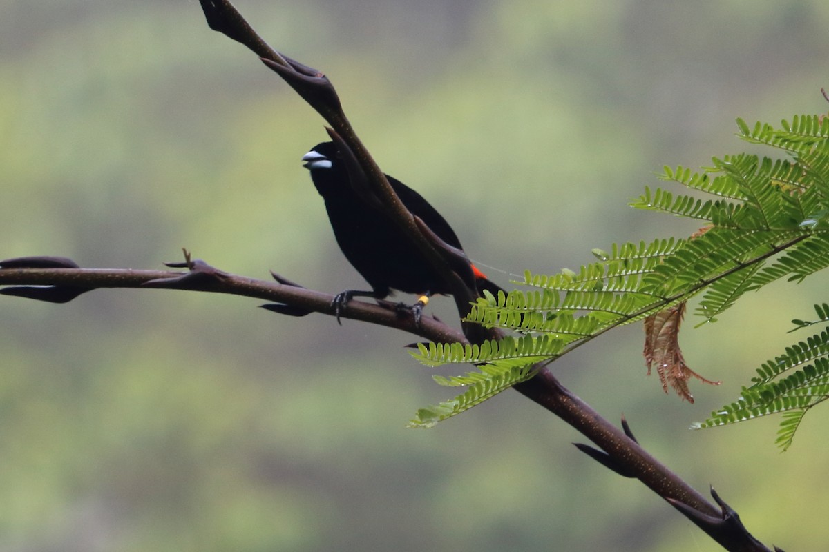 Tangara Terciopelo (costaricensis) - ML88056551