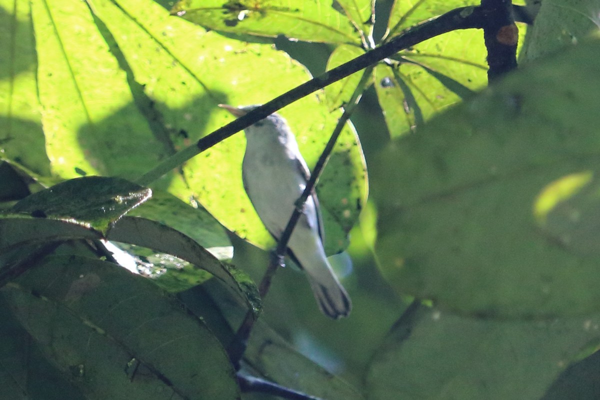 Chestnut-sided Warbler - ML88056921