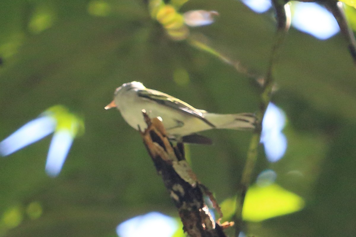 Chestnut-sided Warbler - ML88056931