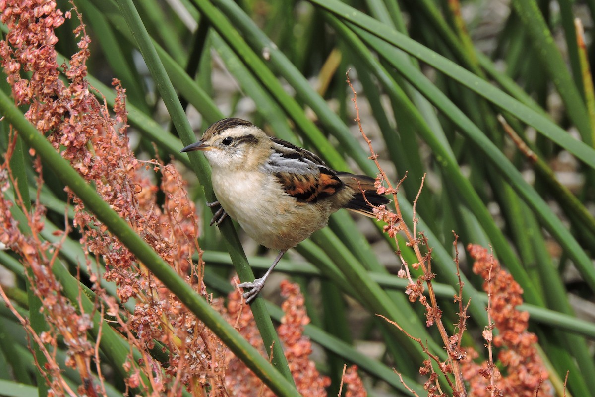 Wren-like Rushbird - José Fernández Piñar