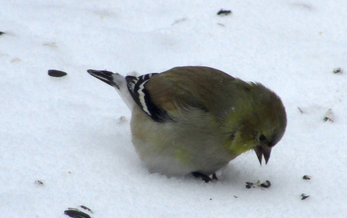 American Goldfinch - Bryan Gorges