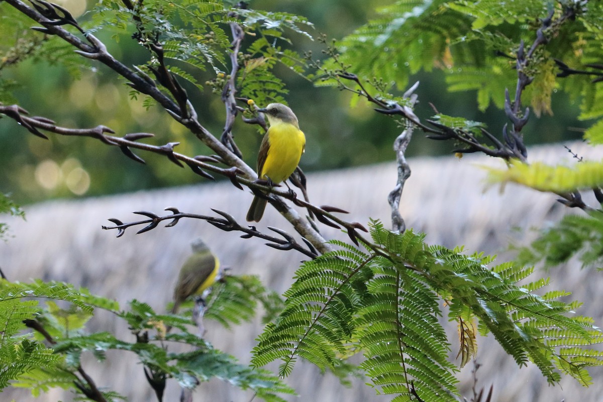 Tropical Kingbird - ML88058441