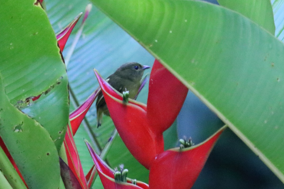 passerine sp. - ML88058641