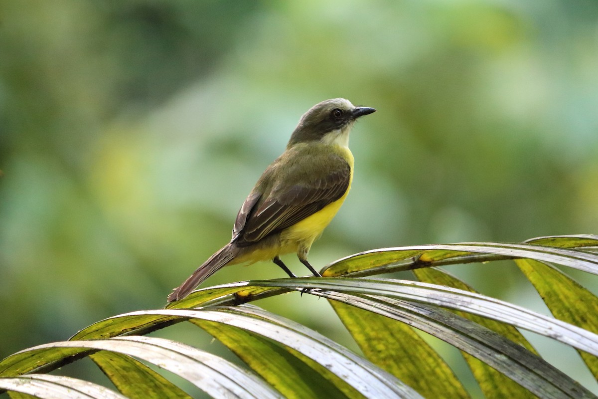 Tropical Kingbird - ML88058681