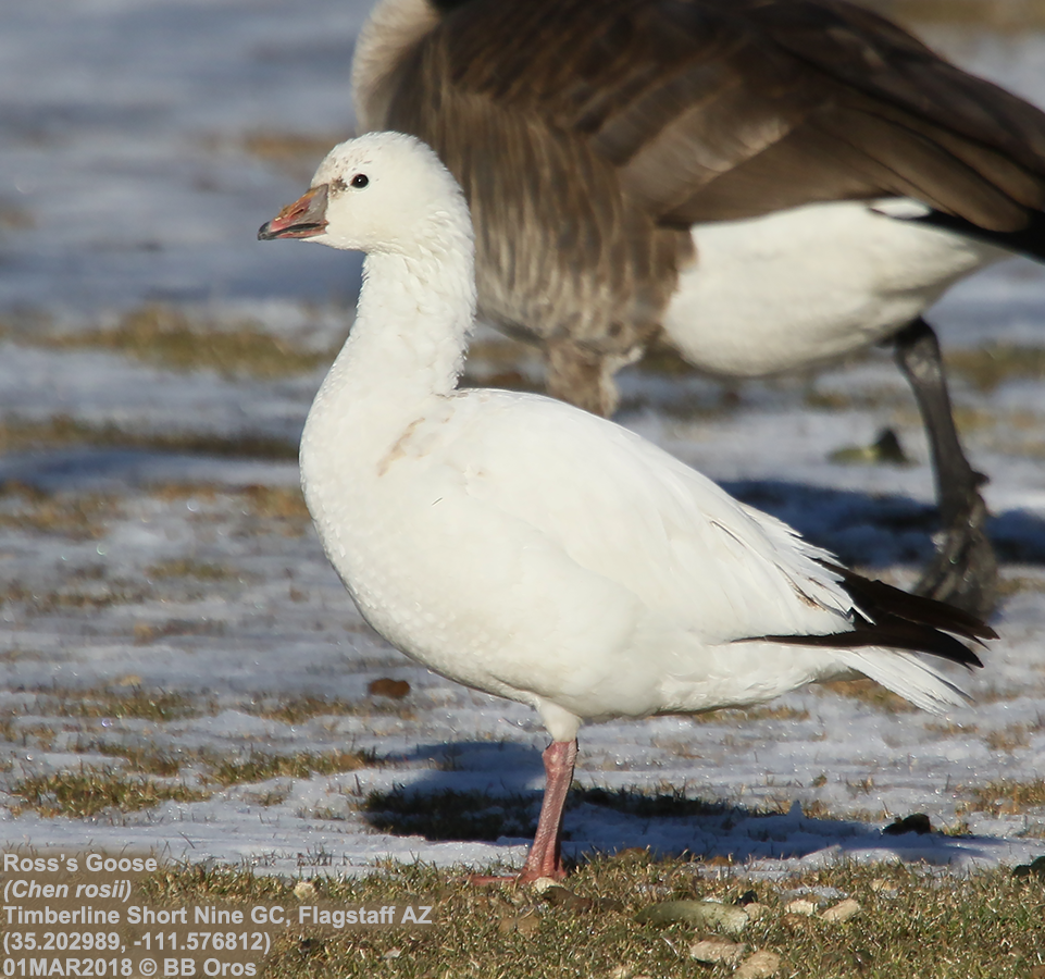 Ross's Goose - BB Oros