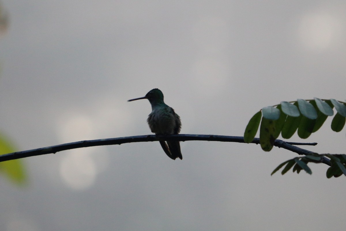 Charming Hummingbird - ML88059091