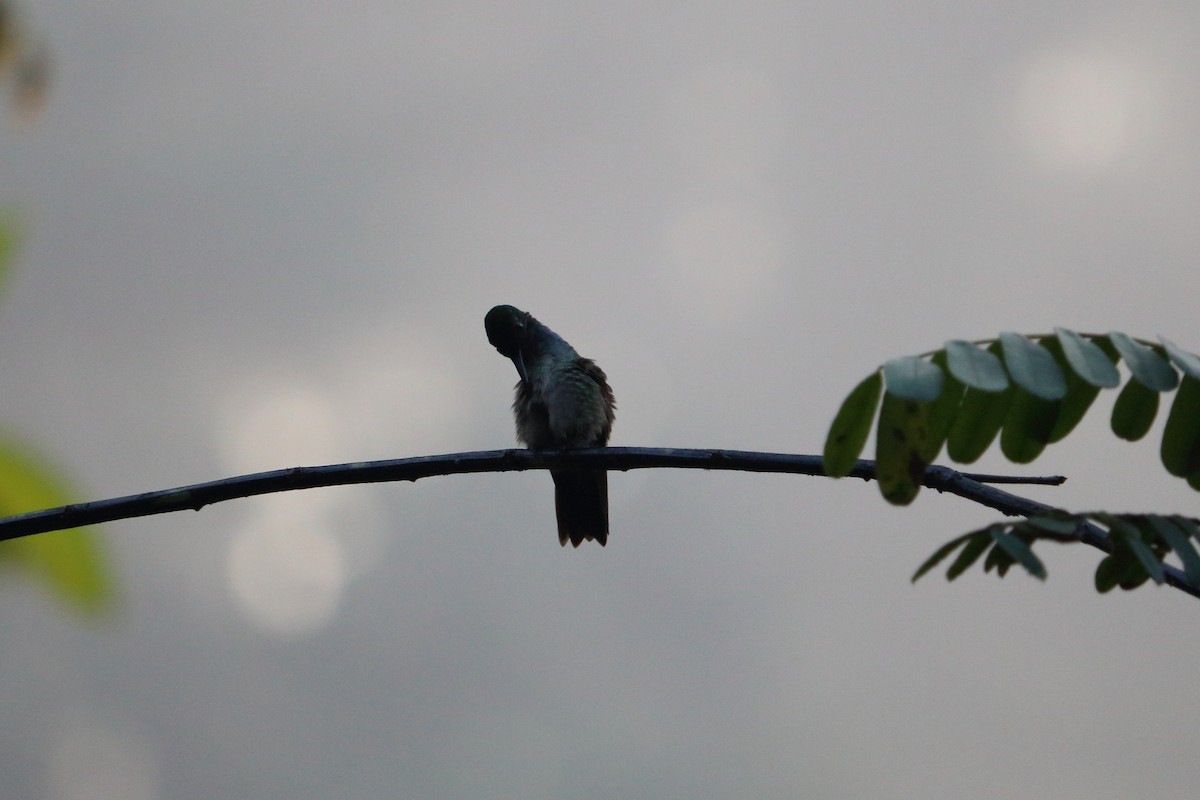 Charming Hummingbird - ML88059111