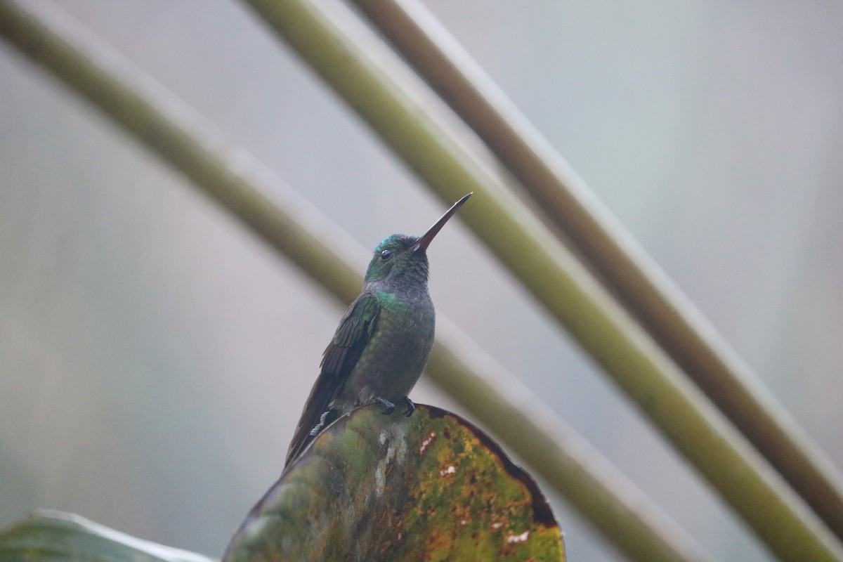 Charming Hummingbird - ML88059971