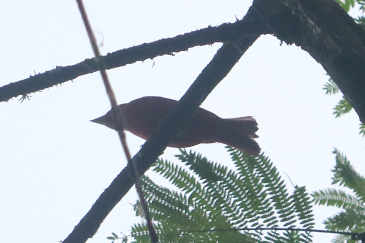 Summer Tanager - ML88060011