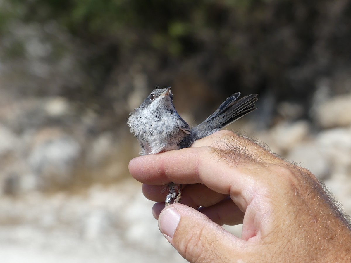 Cyprus Warbler - ML88060411