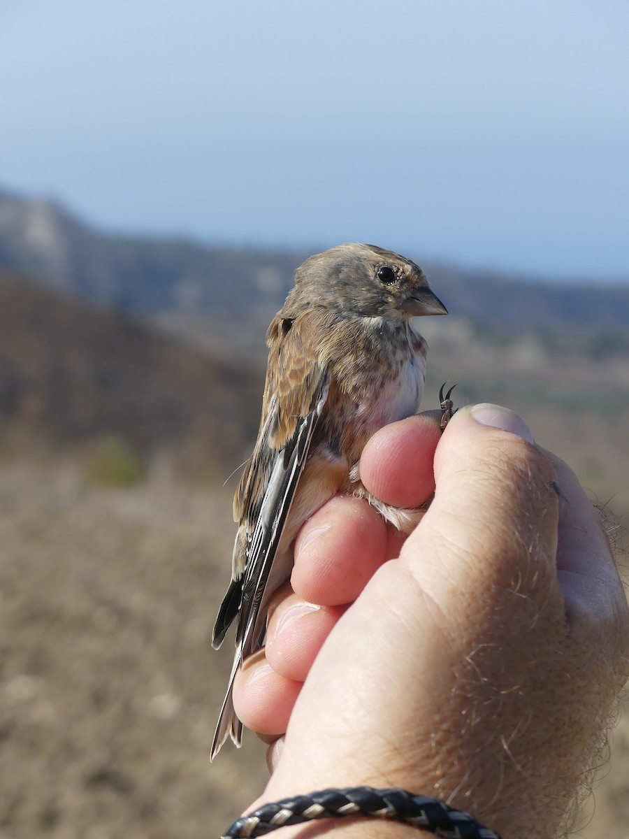 Eurasian Linnet - ML88061121