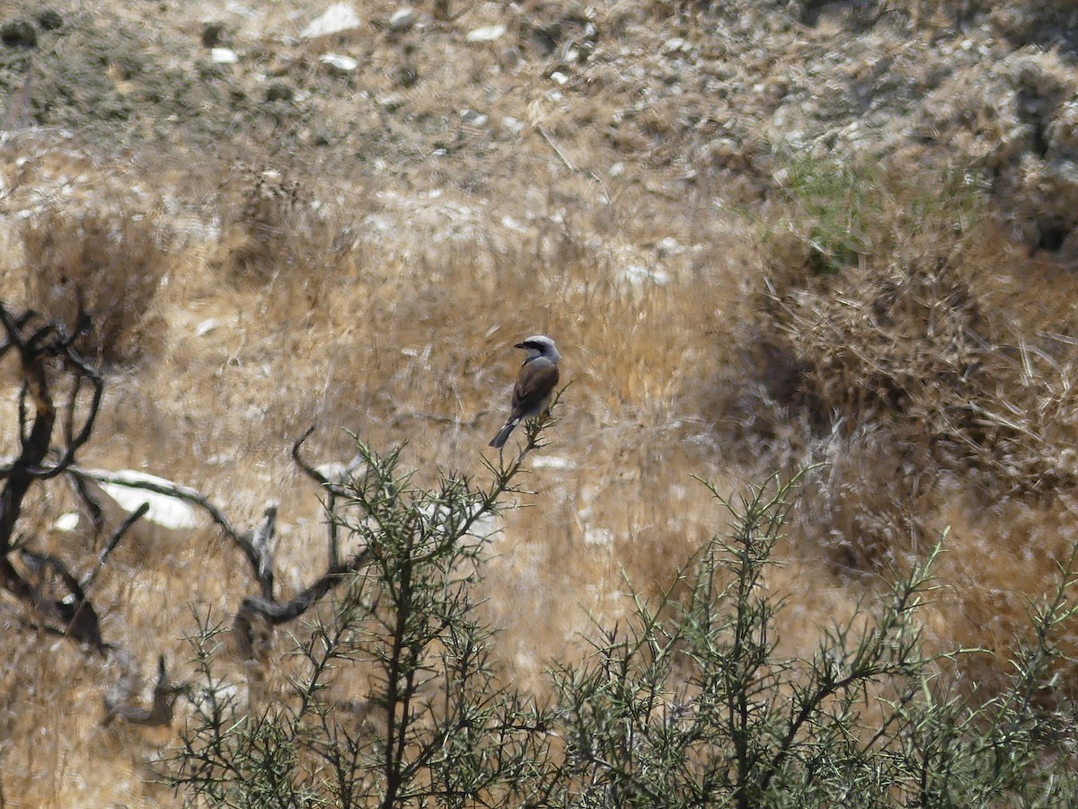 Red-backed Shrike - ML88061251