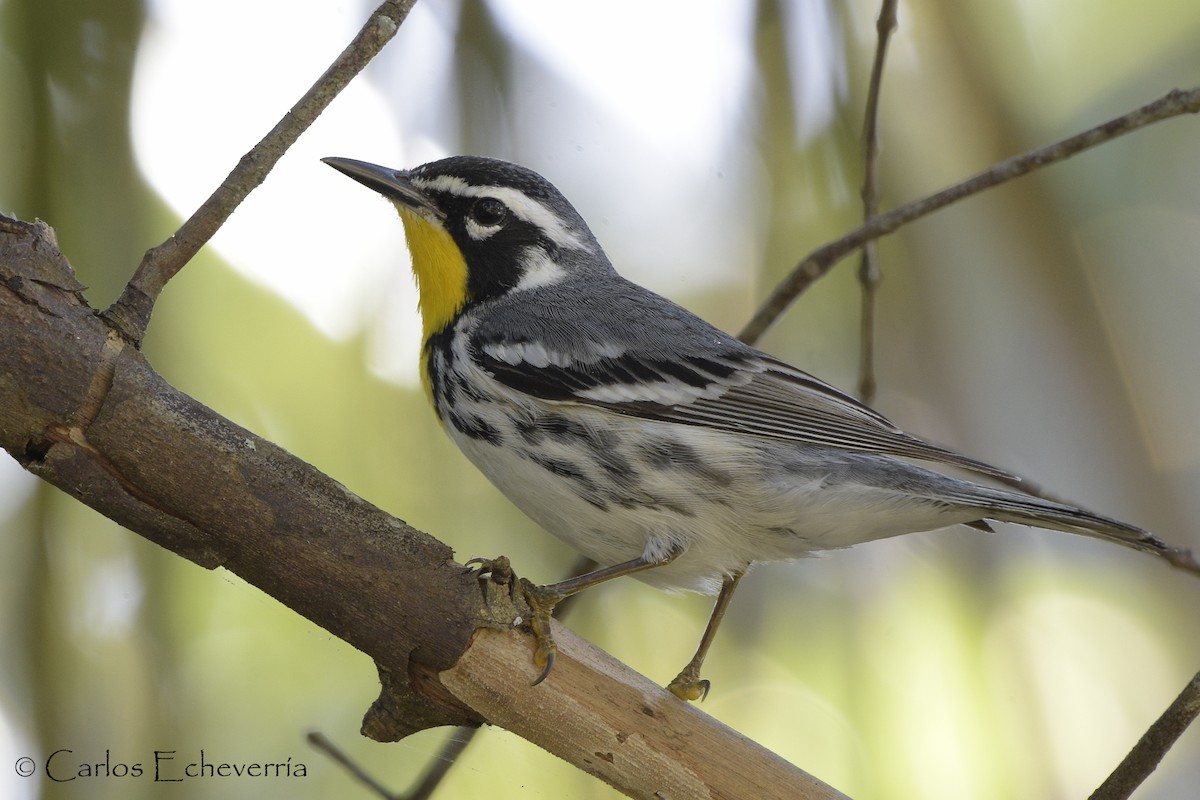 Yellow-throated Warbler - Carlos Echeverría