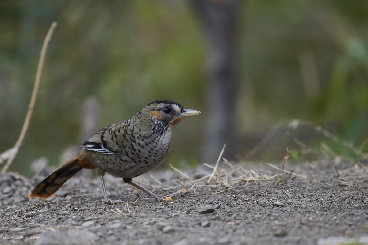 Rufous-chinned Laughingthrush - S S Cheema