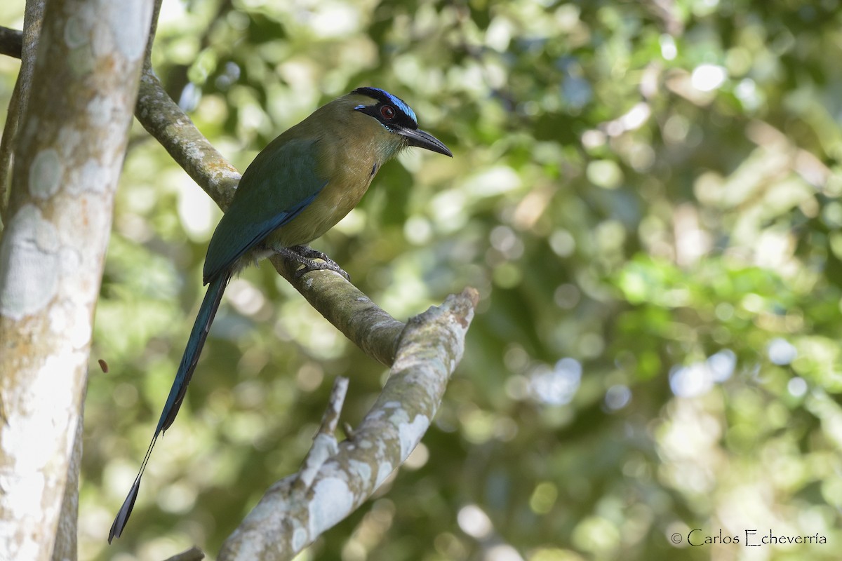 Lesson's Motmot - ML88062191