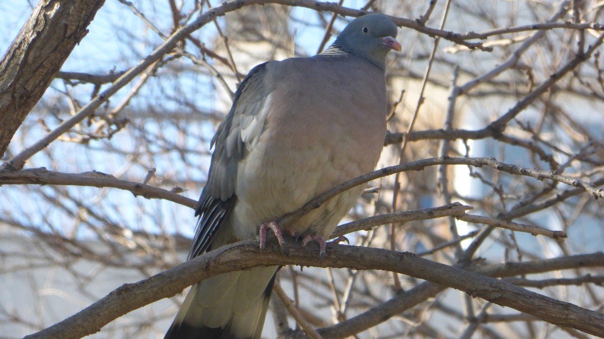 Common Wood-Pigeon - Isabel Jaime