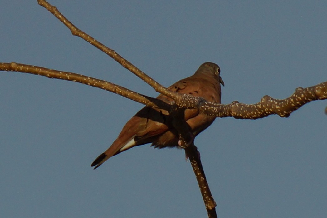 Ruddy Ground Dove - Robin Oxley 🦉