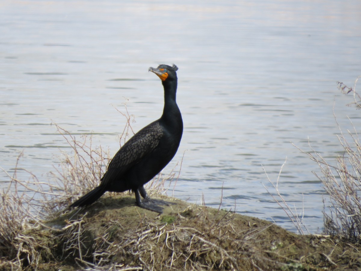 Double-crested Cormorant - ML88064371