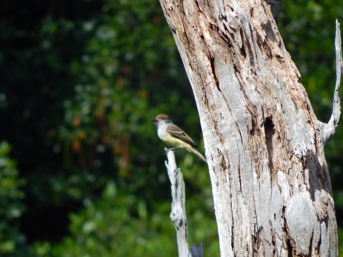 Grenada Flycatcher - ML88065861