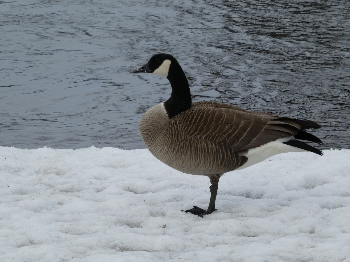 Canada Goose - Pierre Gauvin