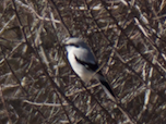Northern Shrike - ML88069711